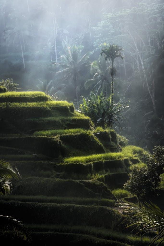 bali rice terrace